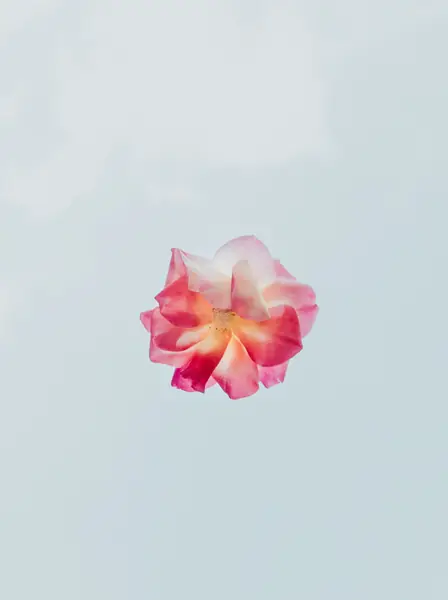 Flower photograph