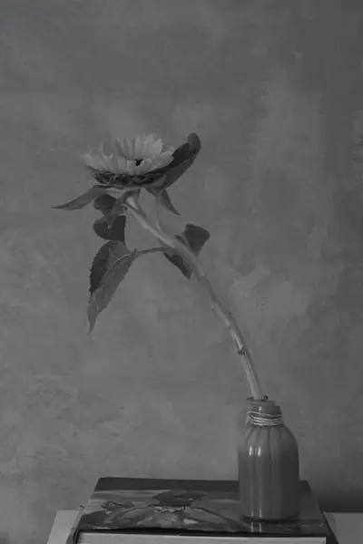 Flower photograph