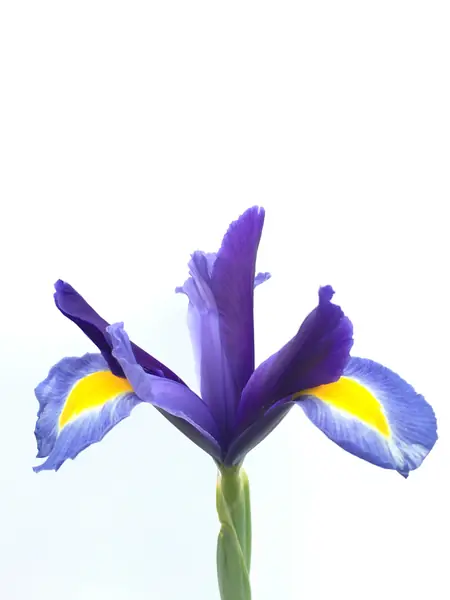 Flower photograph