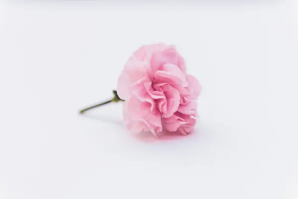Flower photograph