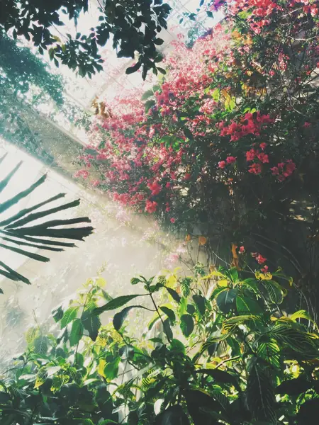 Flower photograph