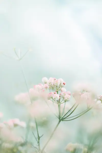 Flower photograph