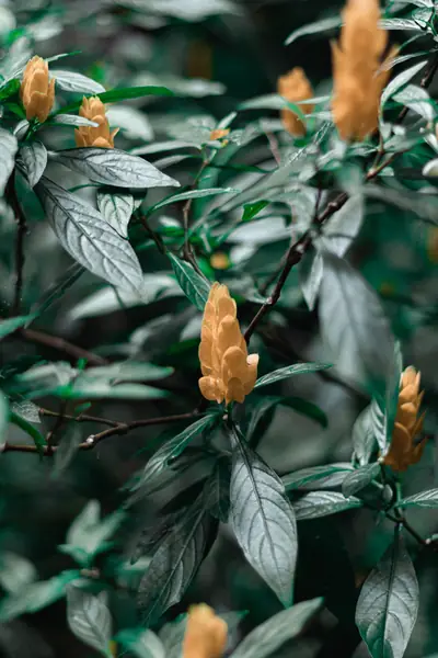 Flower photograph