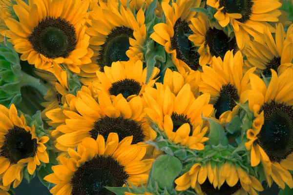 Flower photograph
