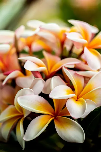 Flower photograph