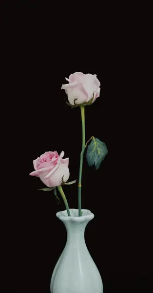 Flower photograph