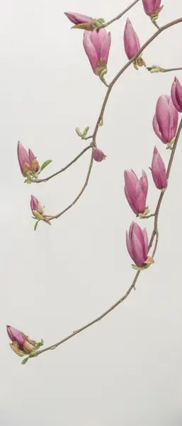 Flower photograph
