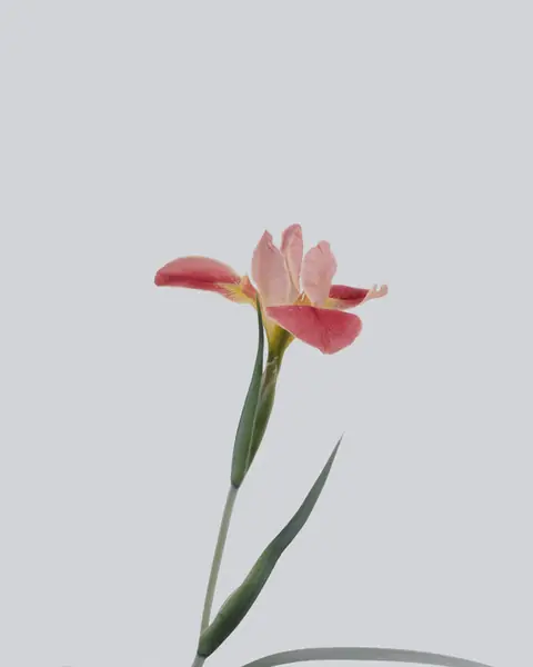 Flower photograph