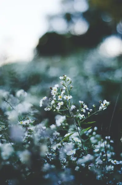 Flower photograph