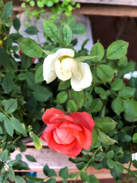 Flower photograph
