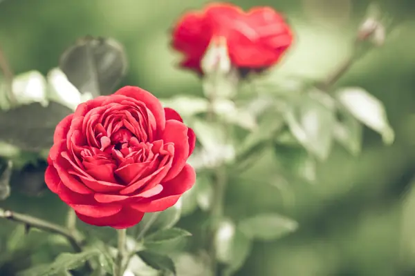 Flower photograph