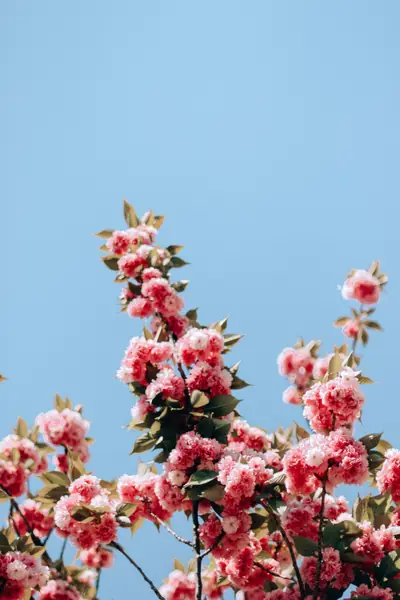 Flower photograph