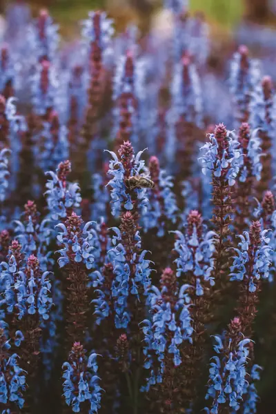 Flower photograph
