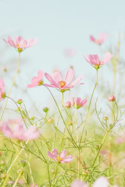 Flower photograph