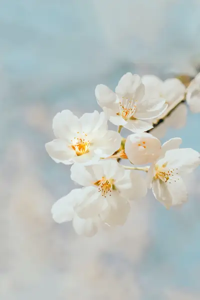 Flower photograph