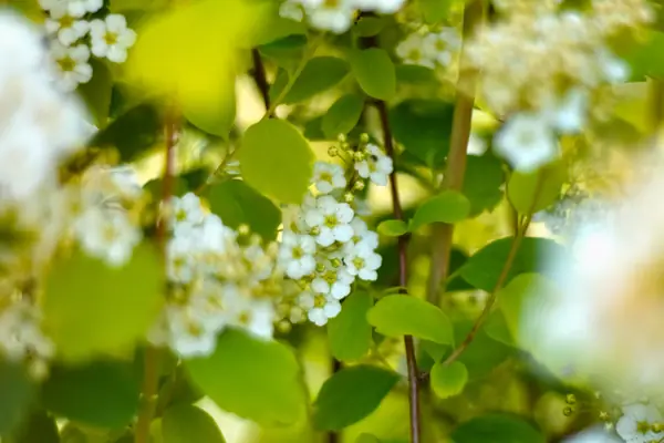 Flower photograph