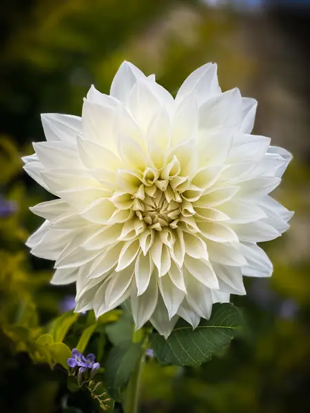 Flower photograph