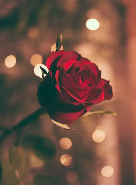 Flower photograph