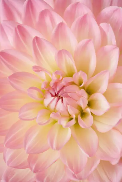 Flower photograph