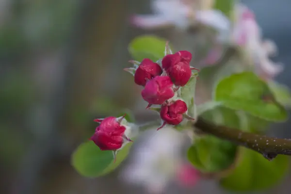 Flower photograph