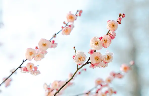 Flower photograph