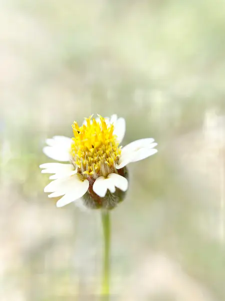 Flower photograph