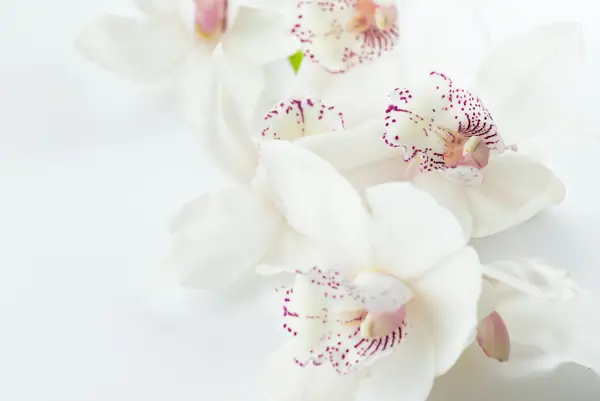Flower photograph