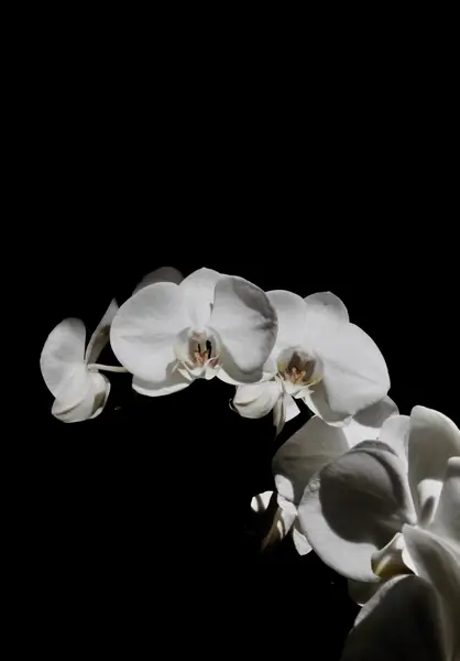 Flower photograph