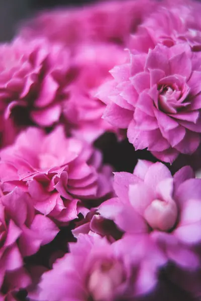 Flower photograph