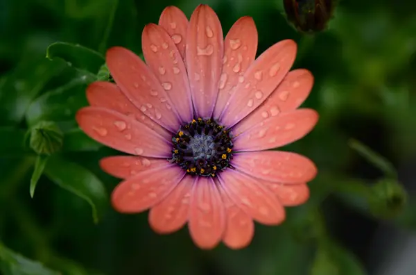 Flower photograph