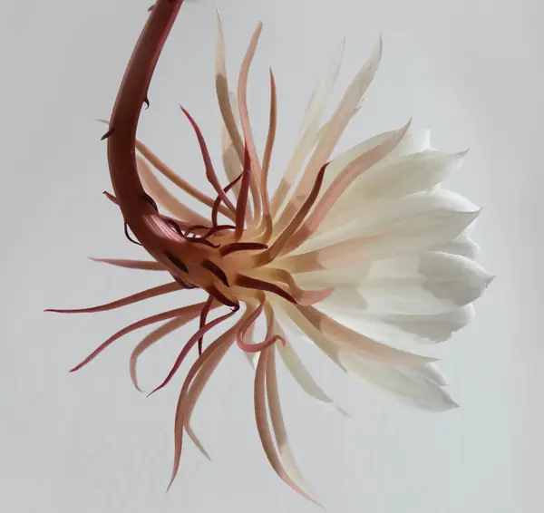 Flower photograph