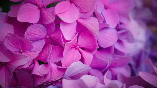 Flower photograph