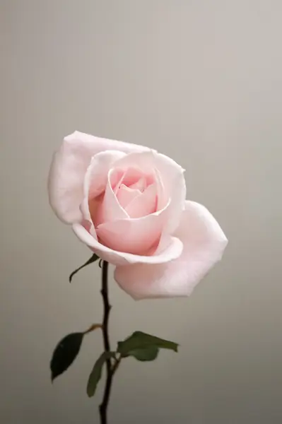 Flower photograph