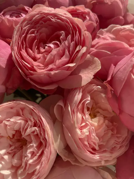 Flower photograph
