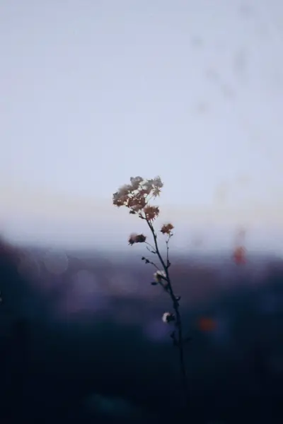 Flower photograph