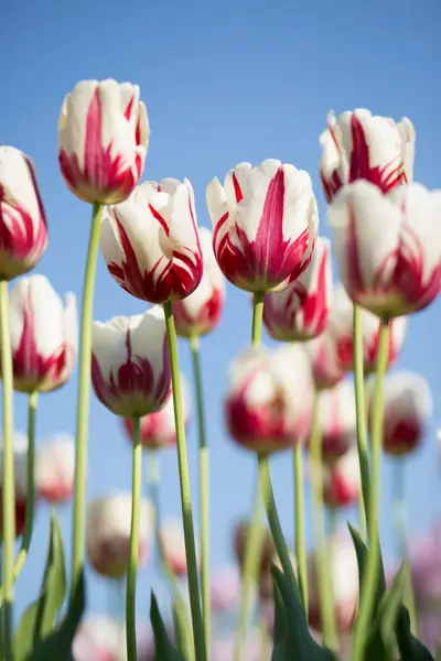 Flower photograph