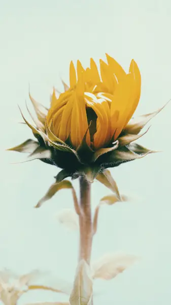Flower photograph