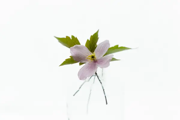 Flower photograph