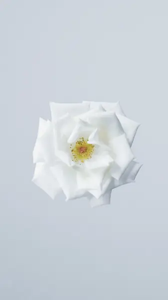 Flower photograph