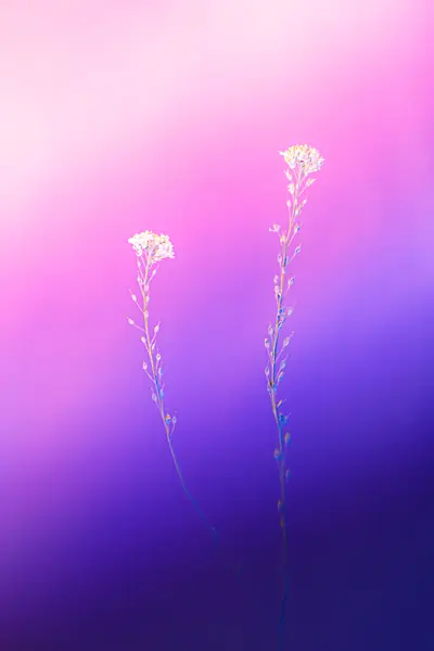 Flower photograph