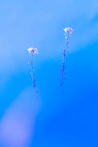 Flower photograph
