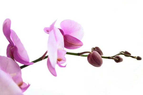Flower photograph