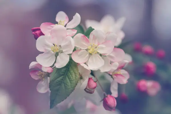 Flower photograph