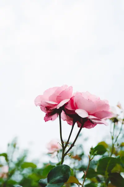 Flower photograph