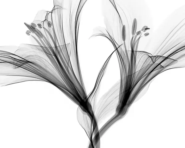 Flower photograph
