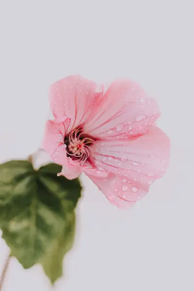 Flower photograph