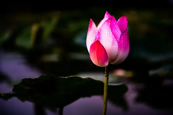 Flower photograph