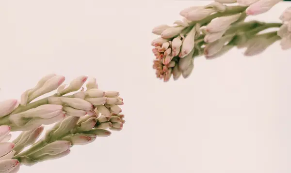 Flower photograph