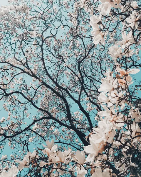 Flower photograph