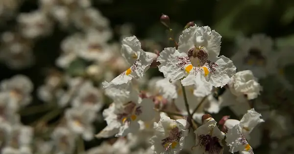 Flower photograph